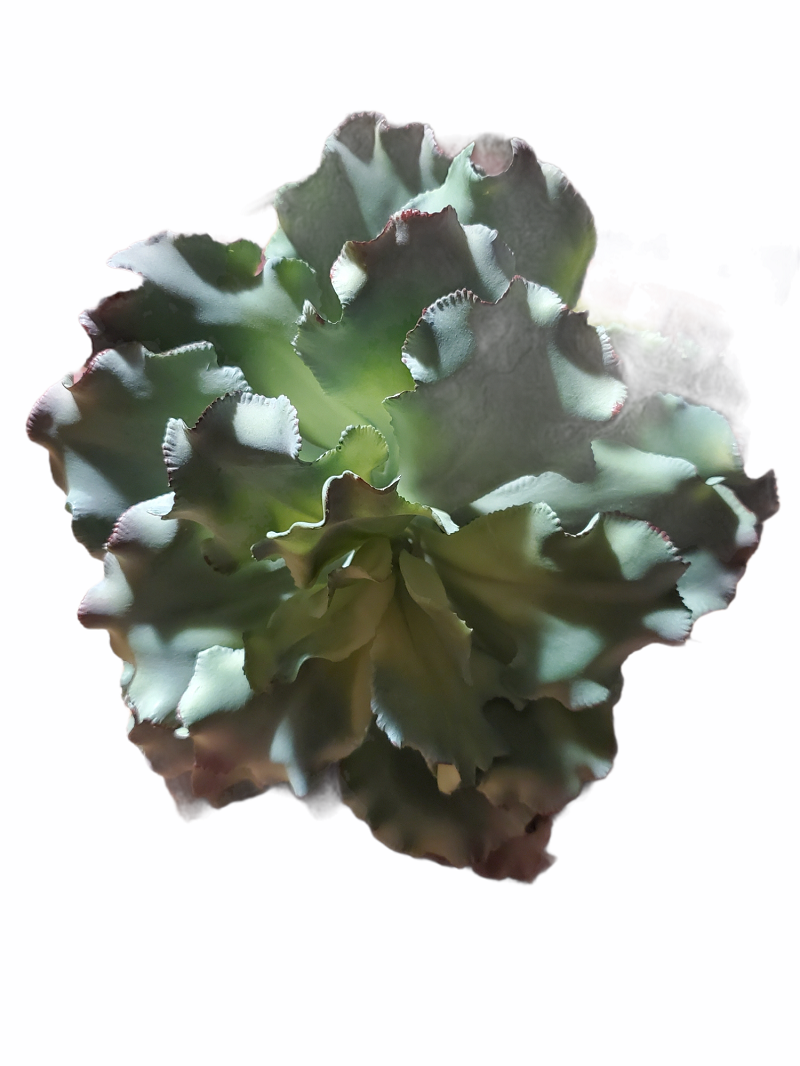 14&quot; Ruffled Echeveria-#ce1132