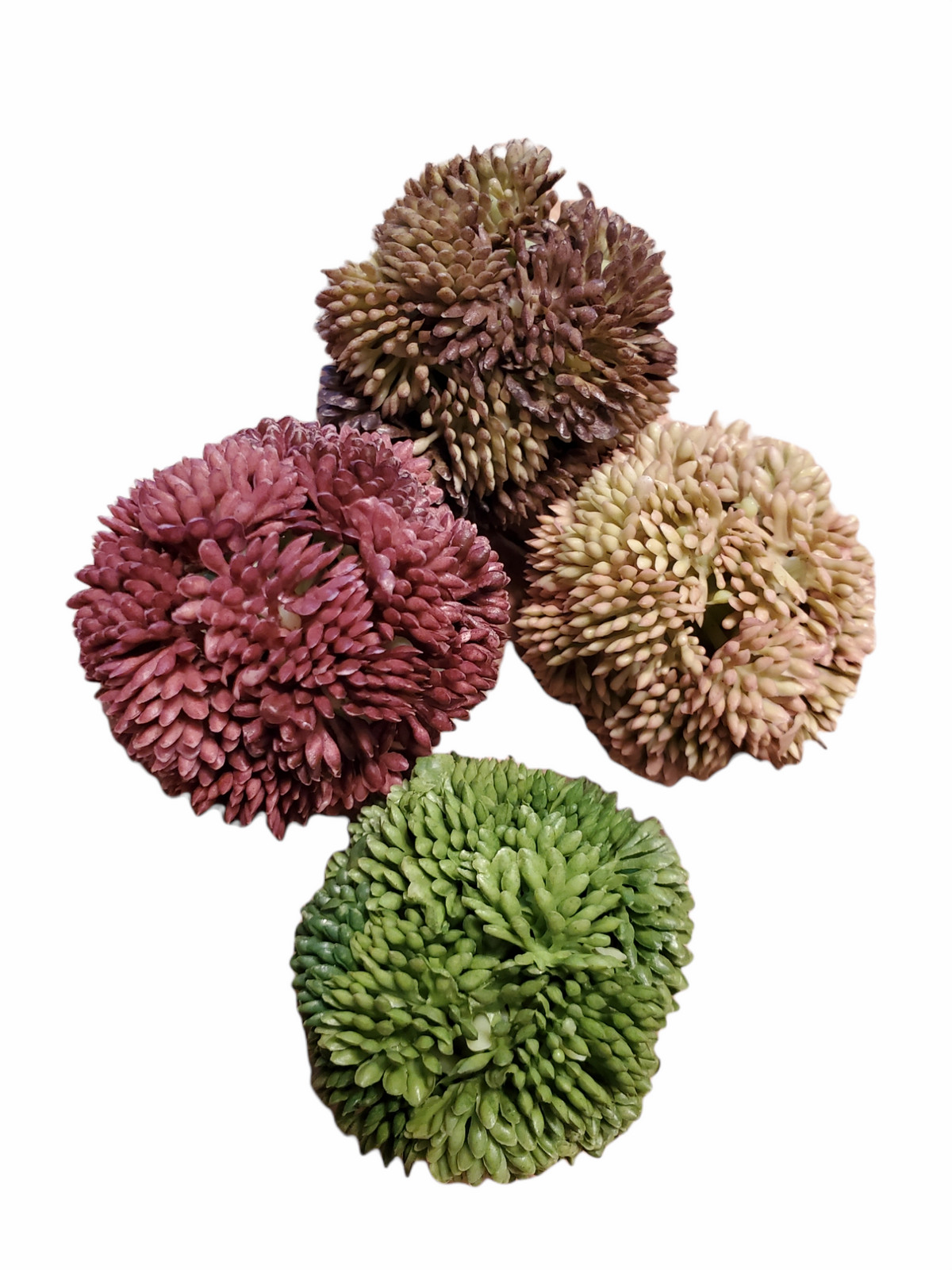 Set 4 sedum balls--2&quot; dia succulent