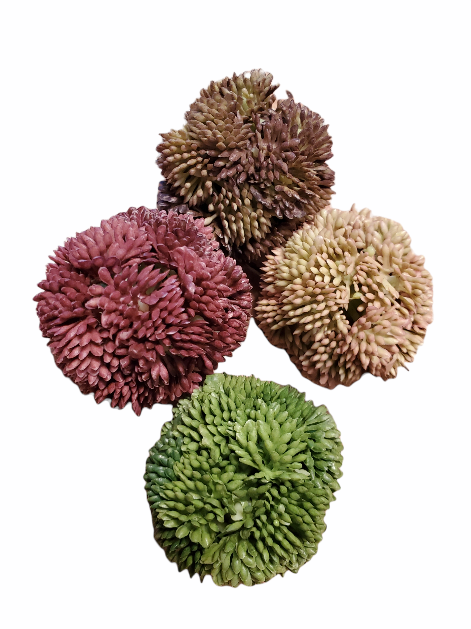 Set 4 sedum balls--2" dia succulent