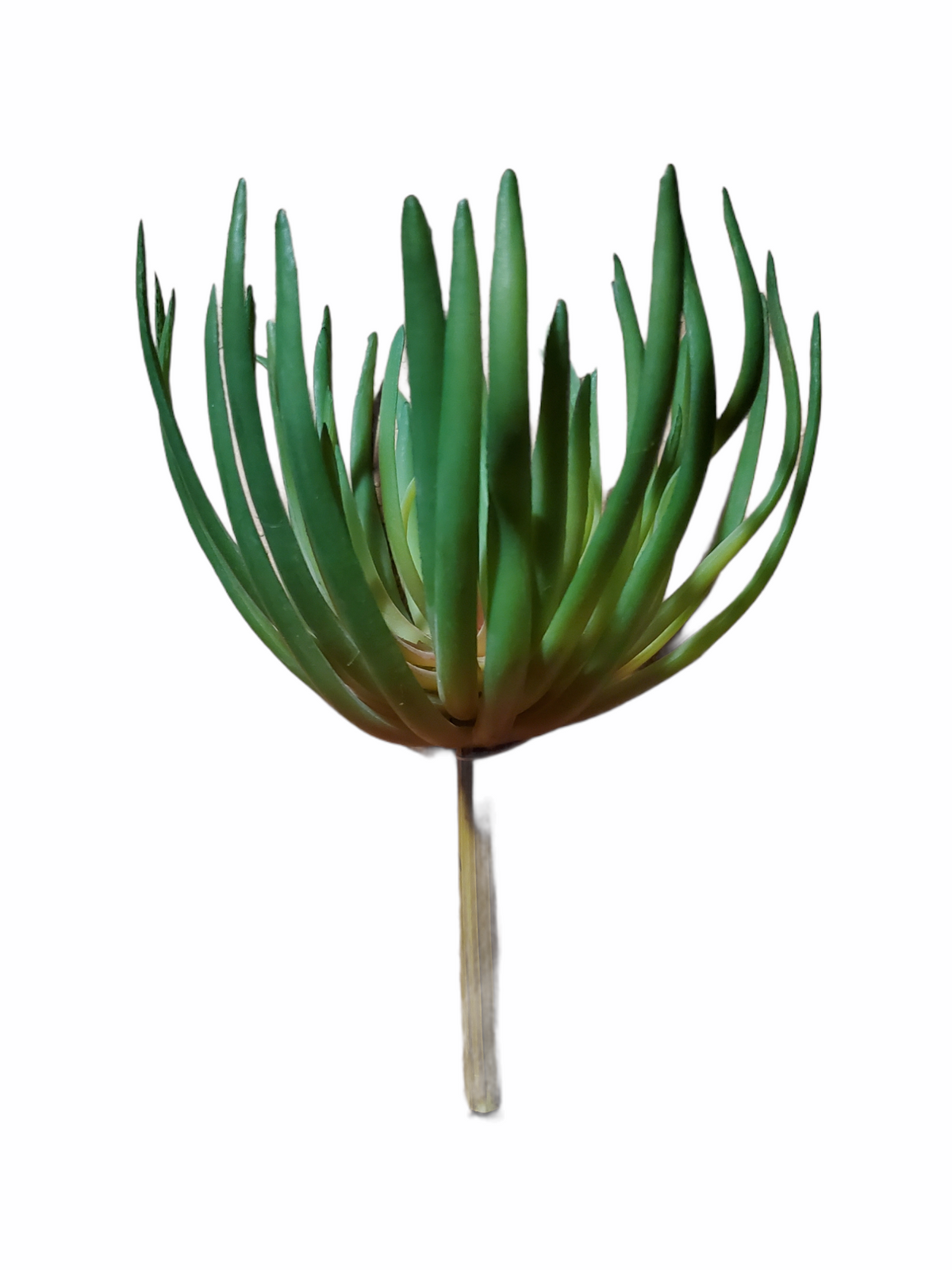 Spike Aeonium--#ca0190