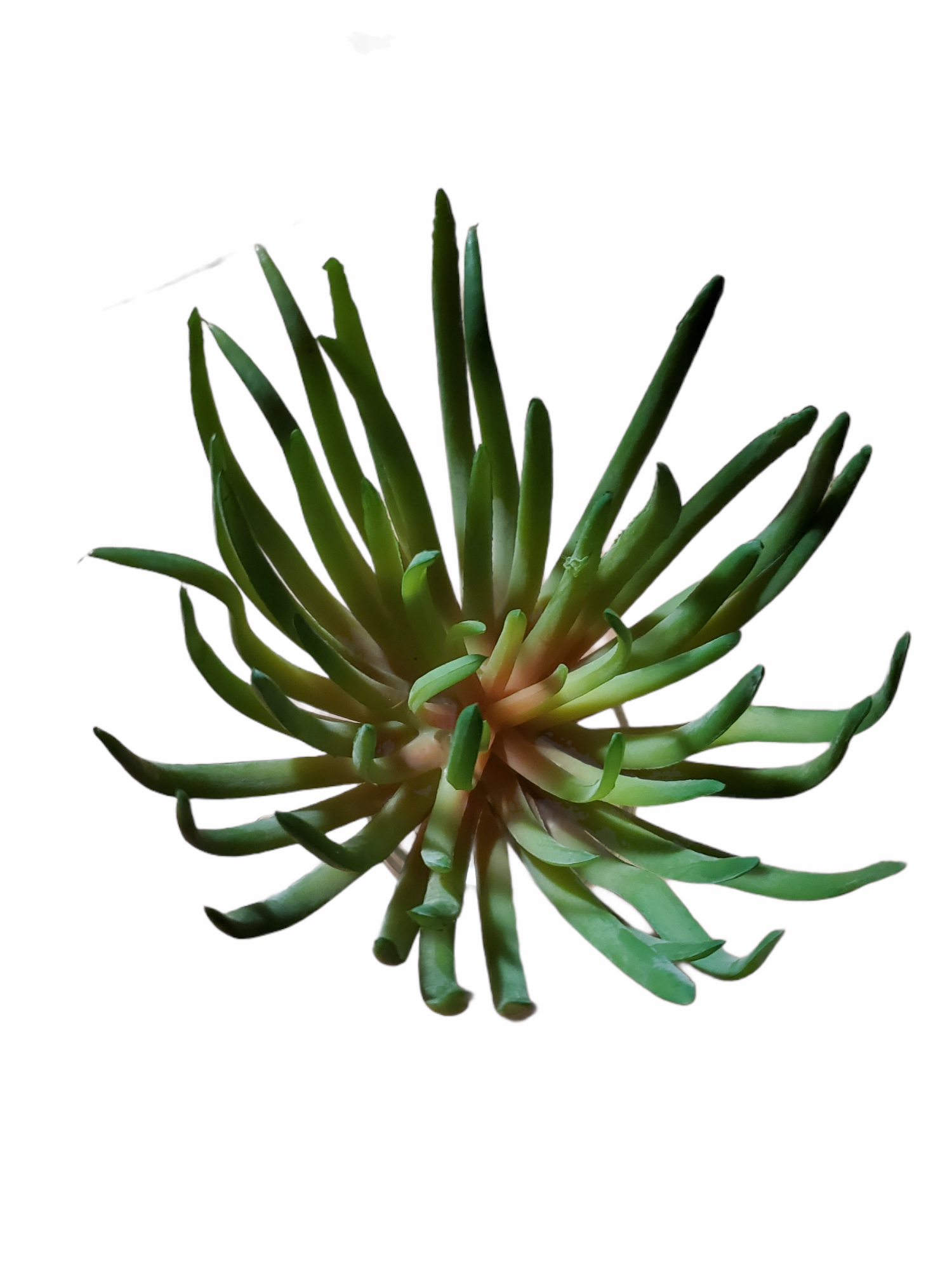 Spike Aeonium--#ca0190